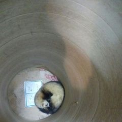 Подробнее об объявлении «Одинцово Найден хорёк» Фото: найдено другое животное  «Одинцово Найден хорёк» в г. Одинцово