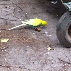 Подробнее об объявлении «Санкт-Петербург Найден попугай волнистый попугай» Фото: найдено другое животное  «Санкт-Петербург Найден попугай волнистый попугай» в г. Санкт-Петербург