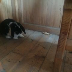 Подробнее об объявлении «Омск Найдено домашнее животное вислоухий кролик» Фото: найдено другое животное  «Омск Найдено домашнее животное вислоухий кролик» в г. Омск