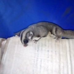 Подробнее об объявлении «Найдено домашнее животное сахарный поссум Ярославль» Фото: найдено другое животное  «Найдено домашнее животное сахарный поссум...» в г. Ярославль