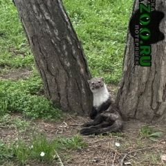 Подробнее об объявлении «Найдено домашнее животное срочно раненый зверек Симферополь» Фото: найдено другое животное  «Найдено домашнее животное срочно раненый зверек...» в г. Симферополь