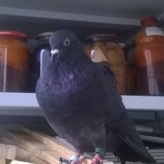 Подробнее об объявлении «Найдено домашнее животное прижился голубь Смоленск» Фото: найдено другое животное  «Найдено домашнее животное прижился голубь Смоленск» в г. Смоленск