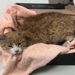 Подробнее об объявлении «Мытищи Найдена кошка кот» Фото: найдена кошка  «Мытищи Найдена кошка кот» в г. Мытищи