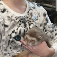 Подробнее об объявлении «Найден хорек Люберцы» Фото: найдено другое животное  «Найден хорек Люберцы» в г. Люберцы