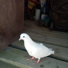 Подробнее об объявлении «Санкт-Петербург Найдено домашнее животное белая голубка» Фото: найдено другое животное  «Санкт-Петербург Найдено домашнее животное белая...» в г. Санкт-Петербург