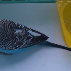 Подробнее об объявлении «Омск Найден попугай» Фото: найдено другое животное  «Омск Найден попугай» в г. Омск