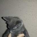 Подробнее об объявлении «Найдено домашнее животное котик. серый окрас Ставрополь» Фото: найдено другое животное Балийская (балинез) «Найдено домашнее животное котик. серый окрас...» в г. Ставрополь