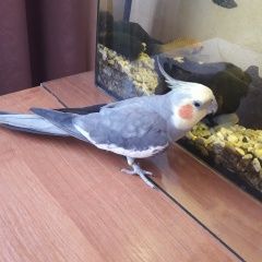 Подробнее об объявлении «Подольск Найдено домашнее животное самец кареллы» Фото: найдено другое животное  «Подольск Найдено домашнее животное самец кареллы» в г. Подольск