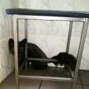 Подробнее об объявлении «Найдено домашнее животное лиса чернобурка в е. Реутов» Фото: найдено другое животное  «Найдено домашнее животное лиса чернобурка в е....» в г. Реутов