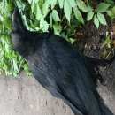 Подробнее об объявлении «Одинцово Найдено домашнее животное ворон» Фото: найдено другое животное  «Одинцово Найдено домашнее животное ворон» в г. Одинцово