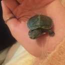 Подробнее об объявлении «Найдено домашнее животное мускусная декоративная черепашка Орехово-Зуево» Фото: найдено другое животное  «Найдено домашнее животное мускусная...» в г. Орехово-Зуево