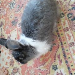 Подробнее об объявлении «Найдено домашнее животное кролик Чебоксары» Фото: найдено другое животное  «Найдено домашнее животное кролик Чебоксары» в г. Чебоксары