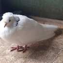Подробнее об объявлении «Найдено домашнее животное свадебный голубь Ярославль» Фото: найдено другое животное  «Найдено домашнее животное свадебный голубь...» в г. Ярославль