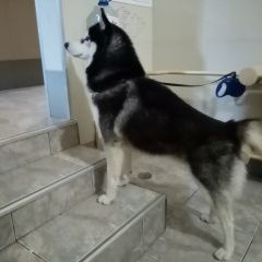 Подробнее об объявлении «Санкт-Петербург Найдена собака кобель -» Фото: найдена собака  «Санкт-Петербург Найдена собака кобель -» в г. Санкт-Петербург