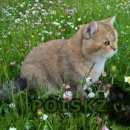 Подробнее об объявлении «Пропал кот с. каринское Звенигород» Фото: пропала кошка Британская короткошерстная «Пропал кот с. каринское Звенигород» в г. Звенигород