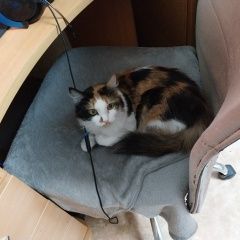 Подробнее об объявлении «Пропала кошка Оренбург» Фото: пропала кошка  «Пропала кошка Оренбург» в г. Оренбург