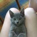 Подробнее об объявлении «Нижнекамск Пропал котенок серый» Фото: пропала кошка  «Нижнекамск Пропал котенок серый» в г. Нижнекамск