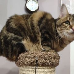 Подробнее об объявлении «Пропала кошка кот Зеленоград» Фото: пропала кошка  «Пропала кошка кот Зеленоград» в г. Зеленоград