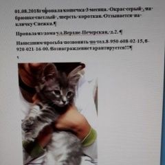 Подробнее об объявлении «Нижний Новгород Пропала кошка» Фото: пропала кошка  «Нижний Новгород Пропала кошка» в г. Нижний Новгород
