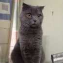 Подробнее об объявлении «Москва Пропал кот  репост» Фото: пропала кошка >  Скоттиш фолд (шотландская вислоухая) и  скоттиш страйт «Москва Пропал кот  репост» в г. Москва
