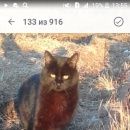 Подробнее об объявлении «Пропал кот Санкт-Петербург» Фото: пропала кошка  «Пропал кот Санкт-Петербург» в г. Санкт-Петербург