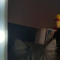 Подробнее об объявлении «Краснодар Пропал кот» Фото: пропала кошка  «Краснодар Пропал кот» в г. Краснодар
