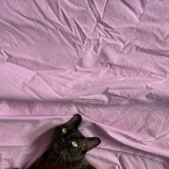 Подробнее об объявлении «Пропала кошка Одинцово» Фото: пропала кошка  «Пропала кошка Одинцово» в г. Одинцово