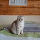 Подробнее об объявлении «Пропала кошка Ярославль» Фото: пропала кошка Британская короткошерстная «Пропала кошка Ярославль» в г. Ярославль