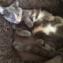 Подробнее об объявлении «Новосибирск Пропала кошка на трассе омск-» Фото: пропала кошка  «Новосибирск Пропала кошка на трассе омск-» в г. Новосибирск