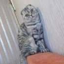 Подробнее об объявлении «Пропала кошка на улице кедровая Тарко-Сале» Фото: пропала кошка Шотландская вислоухая «Пропала кошка на улице кедровая Тарко-Сале» в г. Тарко-Сале