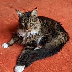 Подробнее об объявлении «Пропал кот вася 17 октября 2022 Дорохово» Фото: пропала кошка Мейн-кун «Пропал кот вася 17 октября 2022 Дорохово» в г. Дорохово