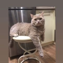 Подробнее об объявлении «Пропал кот Уфа» Фото: пропала кошка Британская короткошерстная кошка «Пропал кот Уфа» в г. Уфа