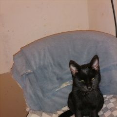 Подробнее об объявлении «Пропала кошка чёрная пума Хабаровск» Фото: пропала кошка  «Пропала кошка чёрная пума Хабаровск» в г. Хабаровск