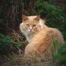 Подробнее об объявлении «Омск Пропал кот» Фото: пропала кошка  «Омск Пропал кот» в г. Омск