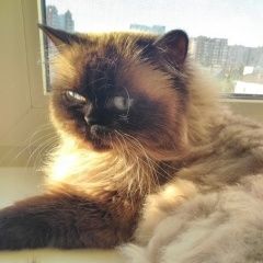Подробнее об объявлении «Пермь Пропала кошка по имени перси» Фото: пропала кошка Сиамская «Пермь Пропала кошка по имени перси» в г. Пермь