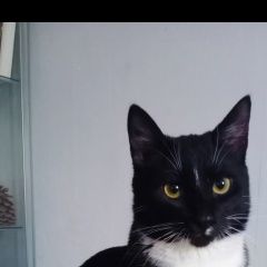 Подробнее об объявлении «Пропал кот Ступино» Фото: пропала кошка  «Пропал кот Ступино» в г. Ступино