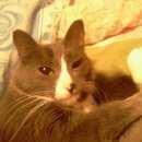 Подробнее об объявлении «Ангарск Пропала кошка» Фото: пропала кошка  «Ангарск Пропала кошка» в г. Ангарск