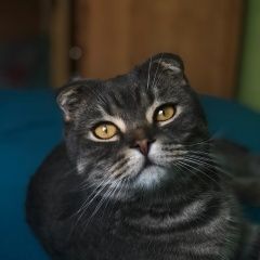 Подробнее об объявлении «Пропал кот Пенза» Фото: пропала кошка  «Пропал кот Пенза» в г. Пенза