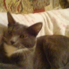 Подробнее об объявлении «Чехов Пропала кошка прошу помощи  максимальный репост» Фото: пропала кошка  «Чехов Пропала кошка прошу помощи  максимальный...» в г. Чехов