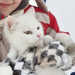 Подробнее об объявлении «Анапа Пропала кошка муся» Фото: пропала кошка  «Анапа Пропала кошка муся» в г. Анапа