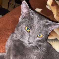 Подробнее об объявлении «Чаплыгин Пропал кот» Фото: пропала кошка Русская голубая кошка «Чаплыгин Пропал кот» в г. Чаплыгин