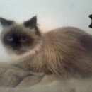 Подробнее об объявлении «Омск Пропала кошка сады восток по окружной» Фото: пропала кошка  «Омск Пропала кошка сады восток по окружной» в г. Омск