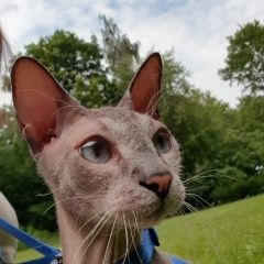 Подробнее об объявлении «Пропал кот Москва» Фото: пропала кошка Донской сфинкс «Пропал кот Москва» в г. Москва