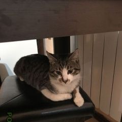 Подробнее об объявлении «Пропал кот Краснодар» Фото: пропала кошка  «Пропал кот Краснодар» в г. Краснодар