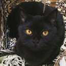 Подробнее об объявлении «Пропала кошка Новороссийск» Фото: пропала кошка Британская короткошерстная «Пропала кошка Новороссийск» в г. Новороссийск