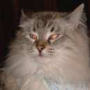 Подробнее об объявлении «Пропал кот Томск» Фото: пропала кошка Сибирская «Пропал кот Томск» в г. Томск