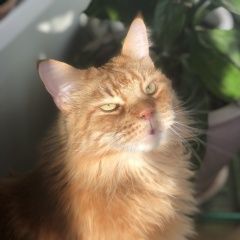 Подробнее об объявлении «Нижний Новгород Пропал кот» Фото: пропала кошка Мейн-кун «Нижний Новгород Пропал кот» в г. Нижний Новгород