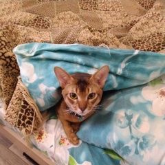 Подробнее об объявлении «Воронеж Пропал кот помогите» Фото: пропала кошка Абиссинская «Воронеж Пропал кот помогите» в г. Воронеж