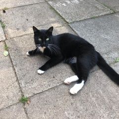 Подробнее об объявлении «Жуковский Пропал кот» Фото: пропала кошка  «Жуковский Пропал кот» в г. Жуковский