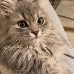 Подробнее об объявлении «Липецк Пропала кошка зовут лисса» Фото: пропала кошка Сибирская кошка «Липецк Пропала кошка зовут лисса» в г. Липецк
